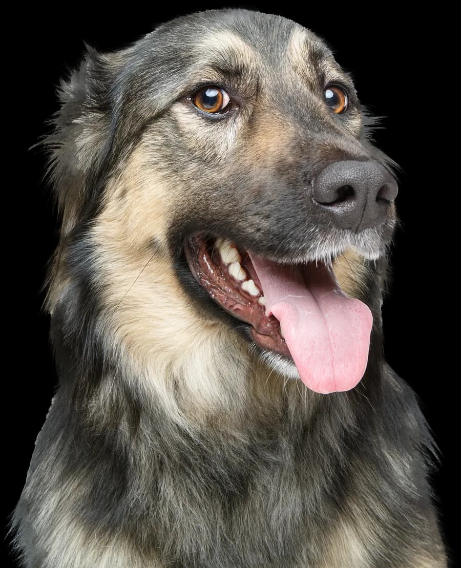 Dog Shape