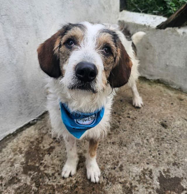 Pet image