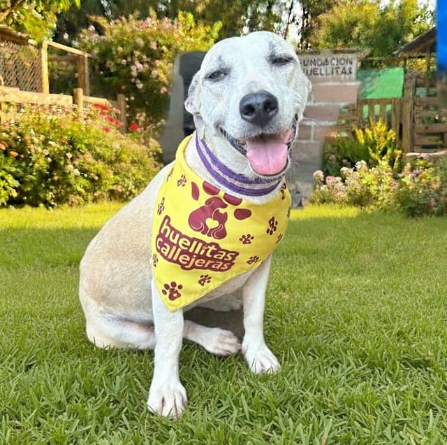 Pet image