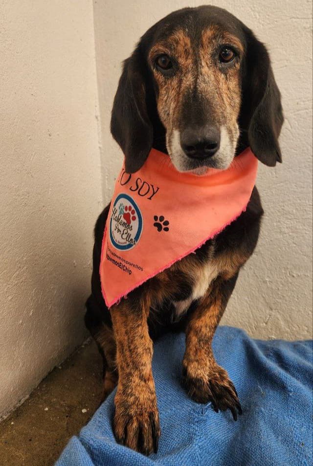 Pet image