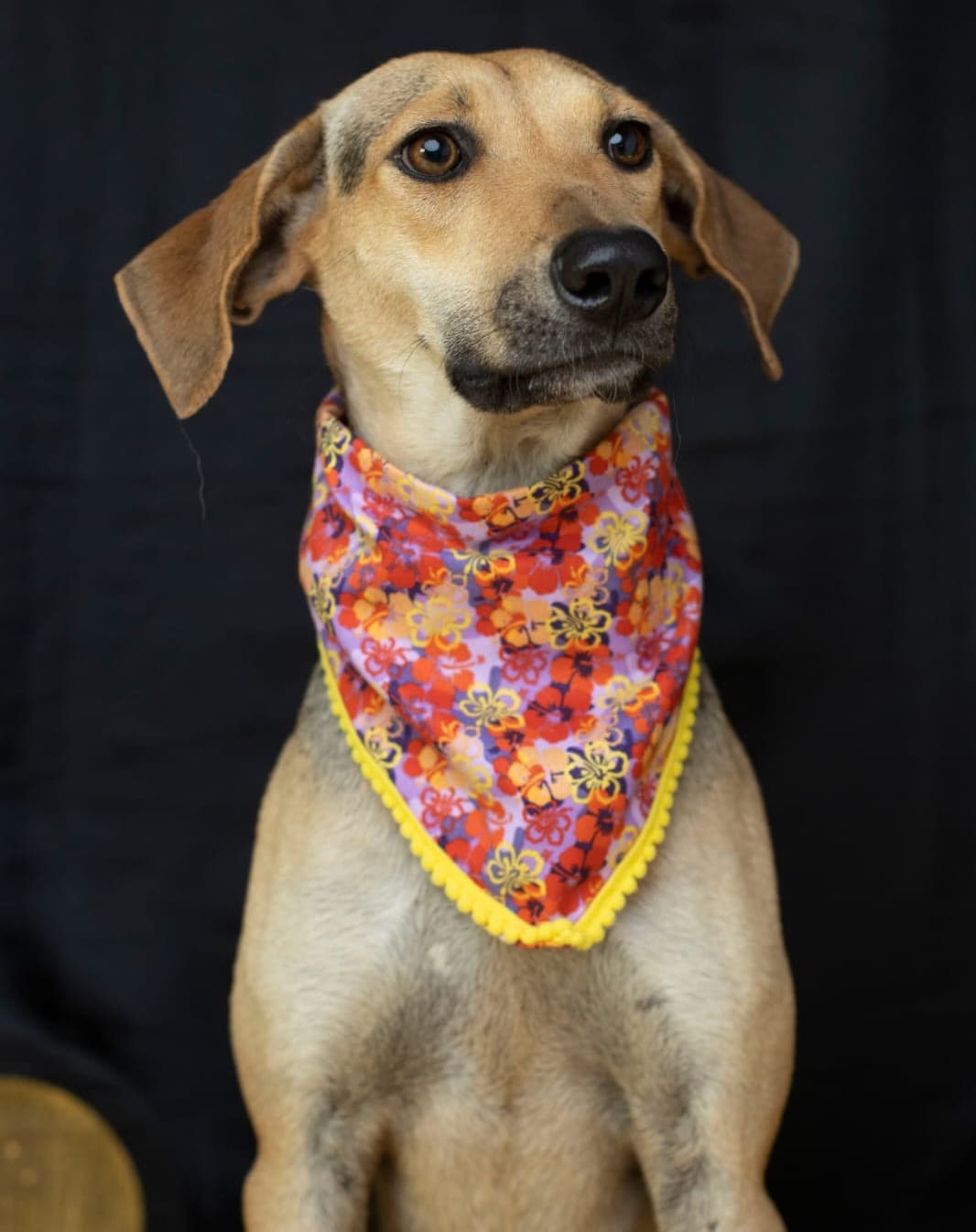 Pet Photo