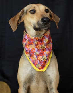 Pet Photo