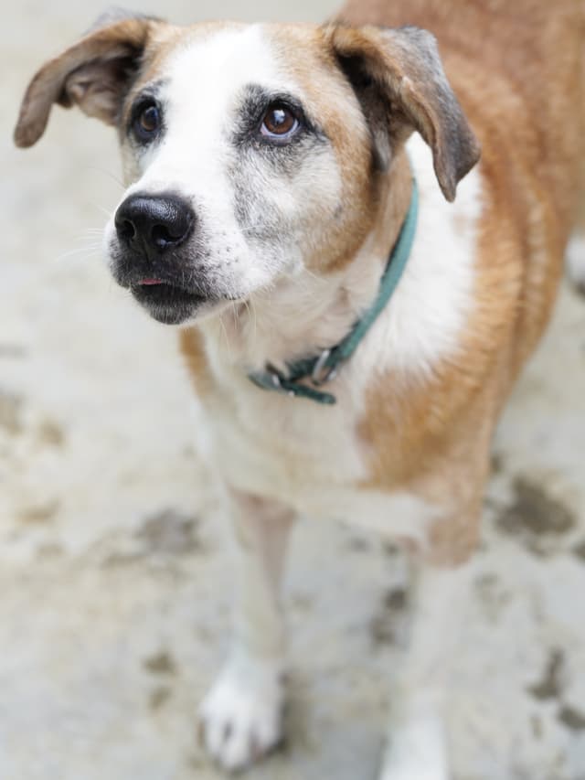 Pet image