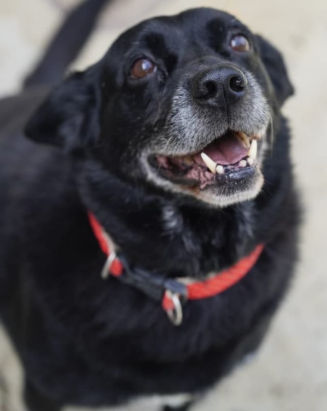 Pet image