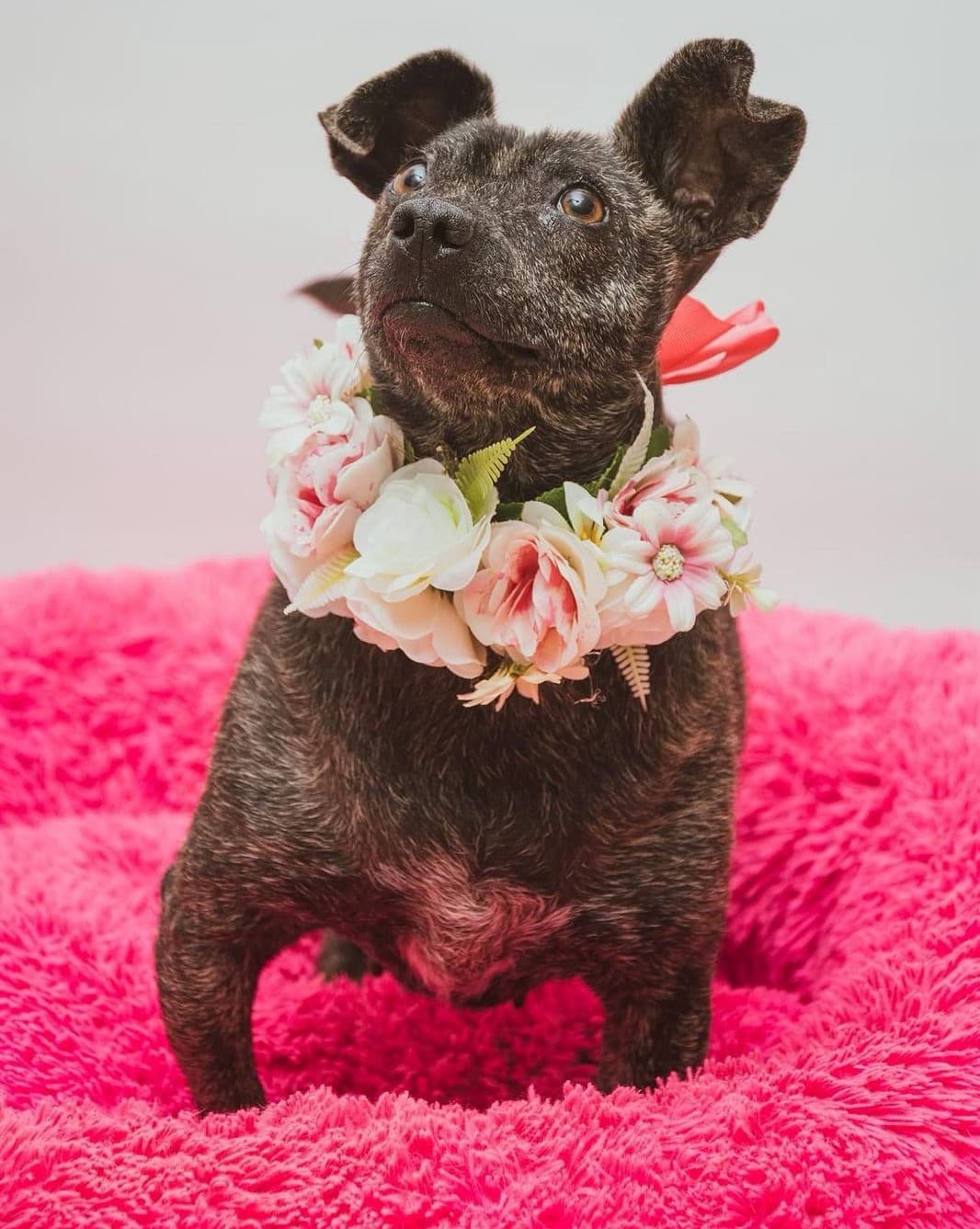 Pet Photo