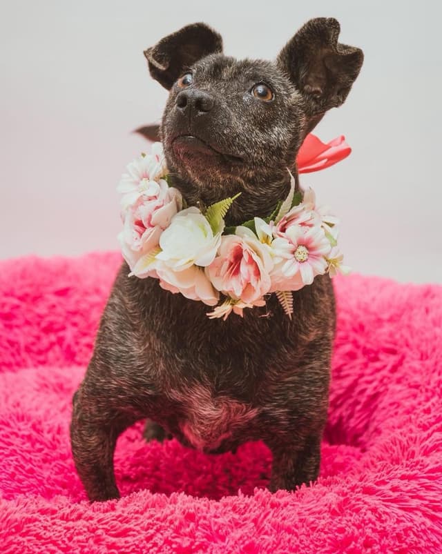 Pet image