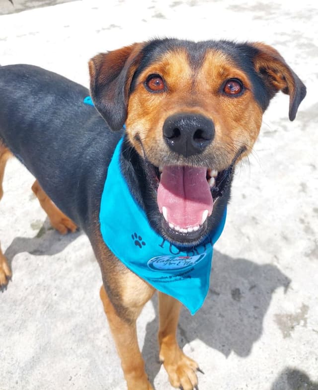 Pet image