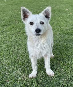 Pet Photo