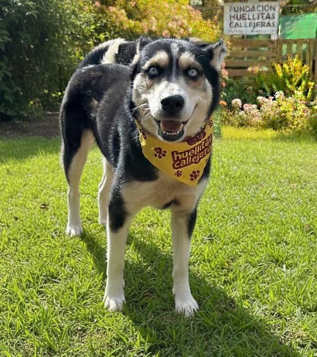Pet image