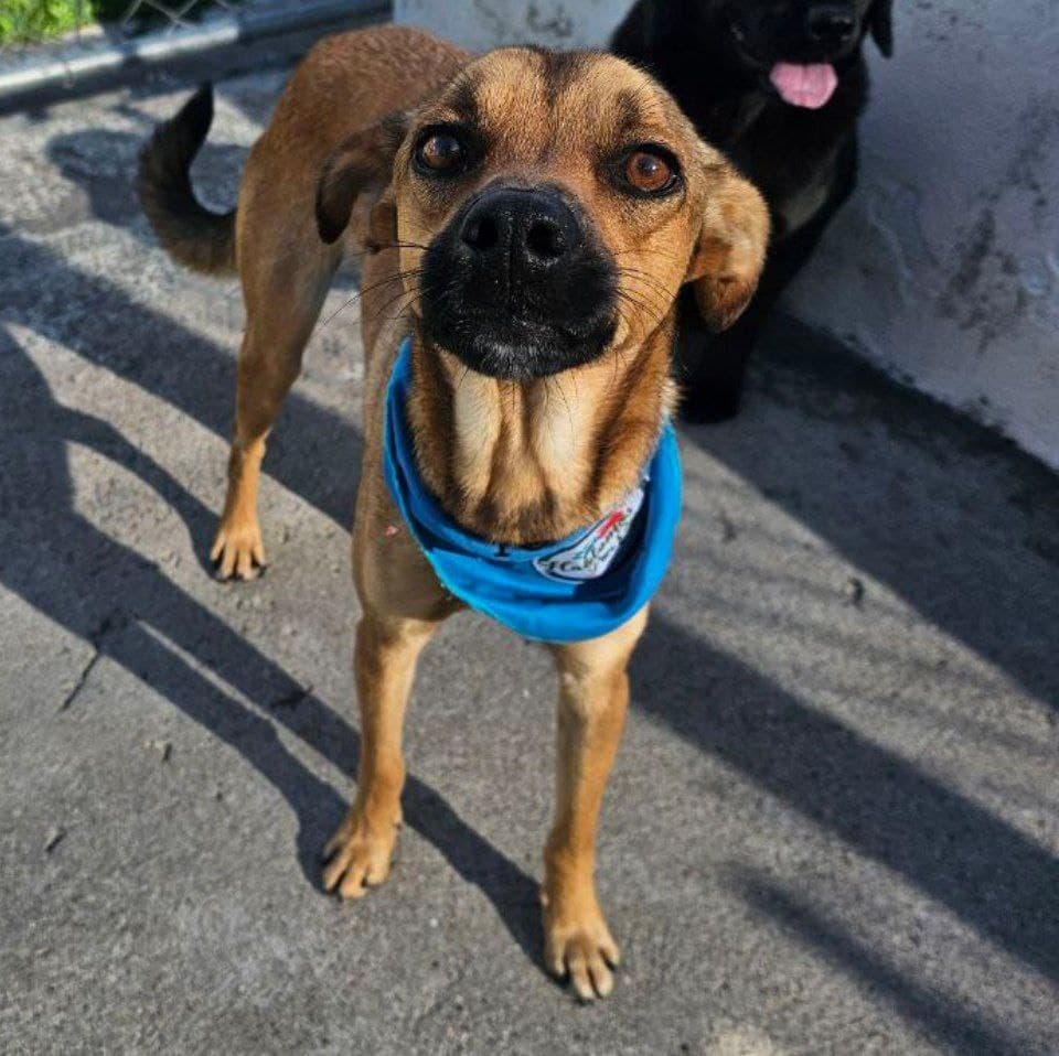 Pet Photo