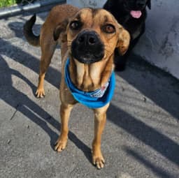 Pet Photo