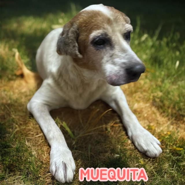 Pet image