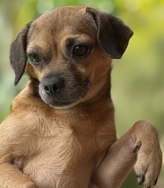 Pet image