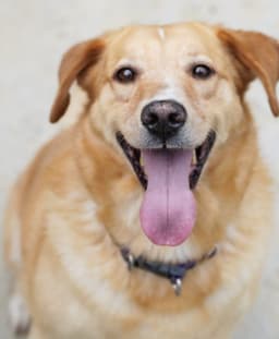 Pet Photo
