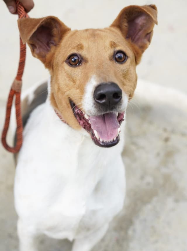 Pet image