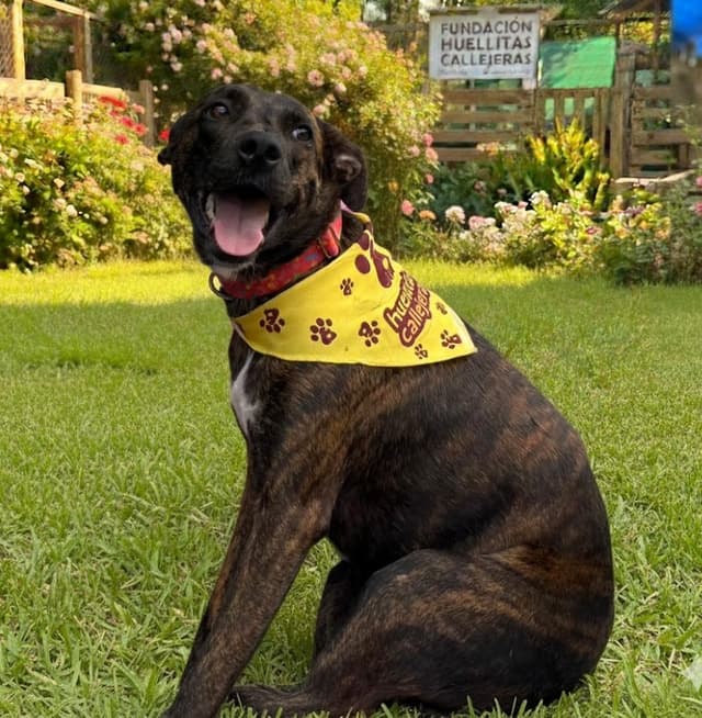 Pet image