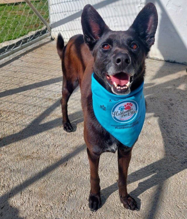 Pet image