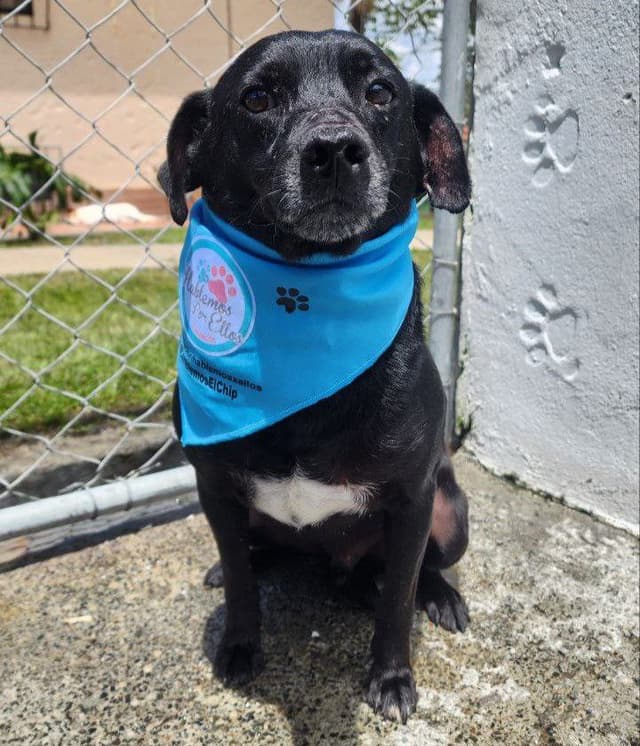 Pet image