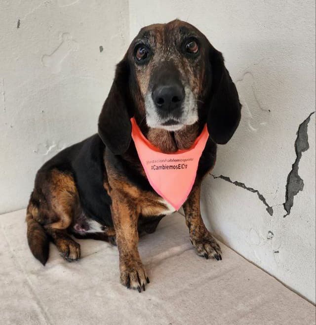 Pet image