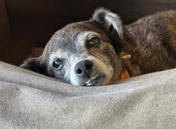 Pet Photo