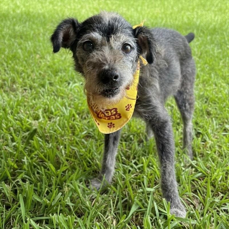 Pet Photo