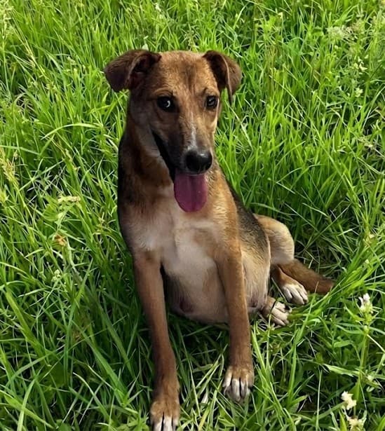 Pet image