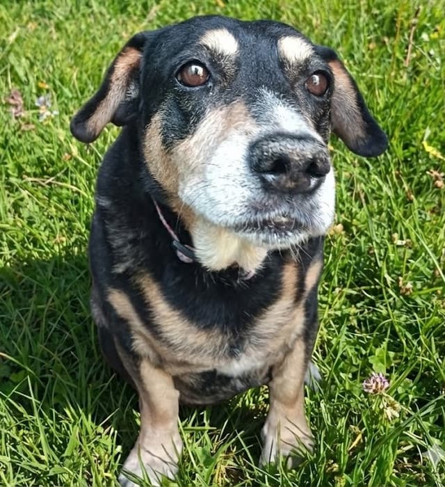 Pet image