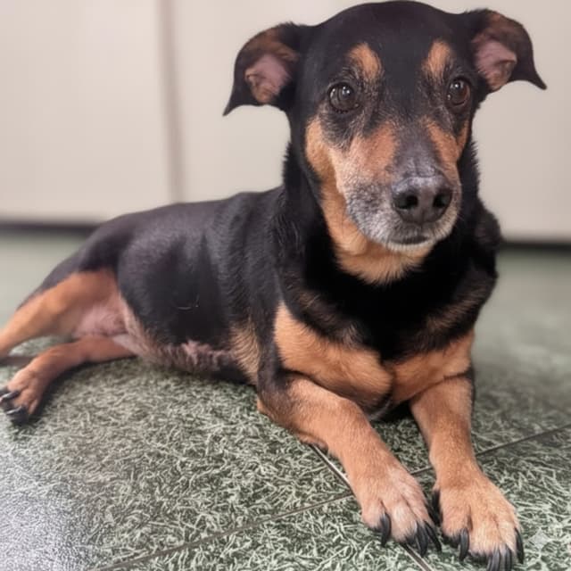Pet image