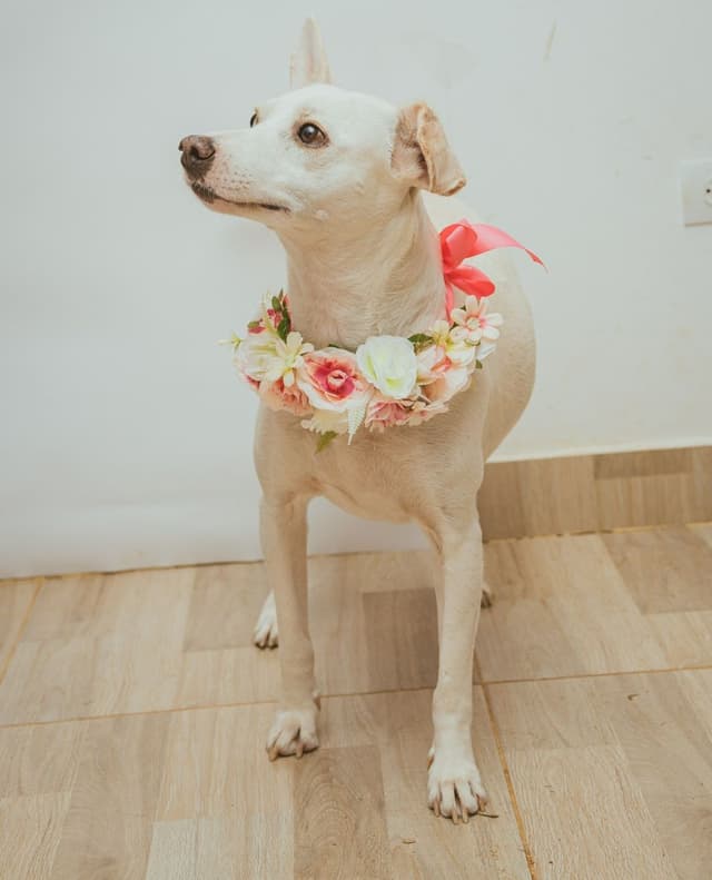 Pet image
