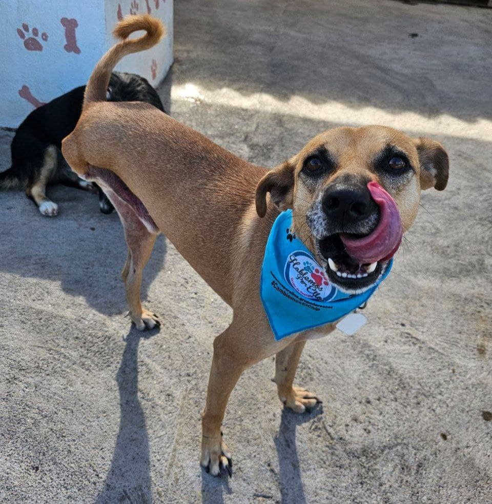 Pet Photo