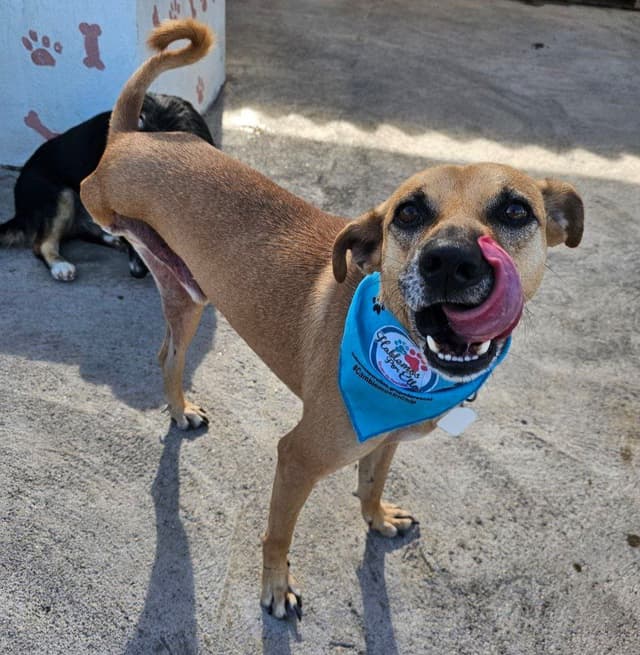 Pet image