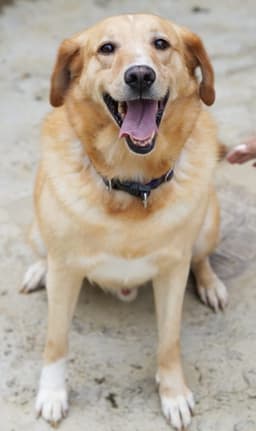 Pet Photo