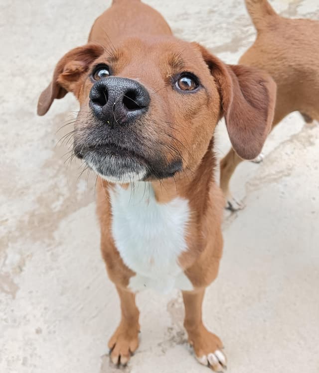 Pet image