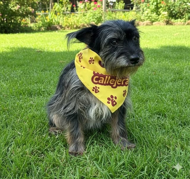 Pet image