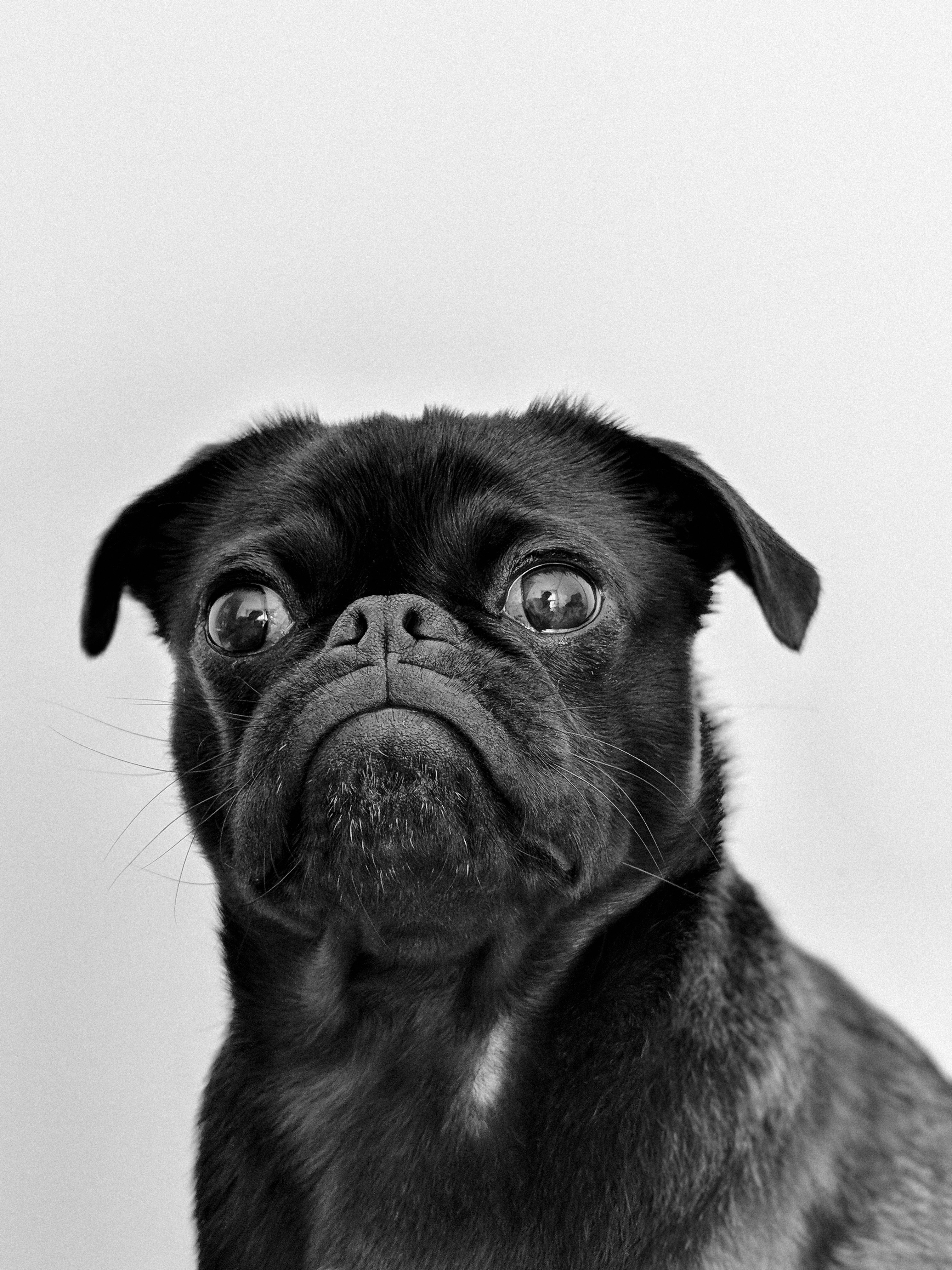 Mascota esperando un hogar